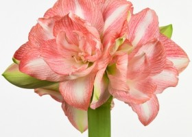 hippeastrum Beautiful Emotion (1)